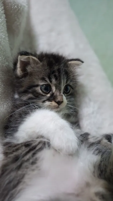 Продается котята мама скотиш фолд сами ходять в латок 3 маль 1 девуш — фото 2