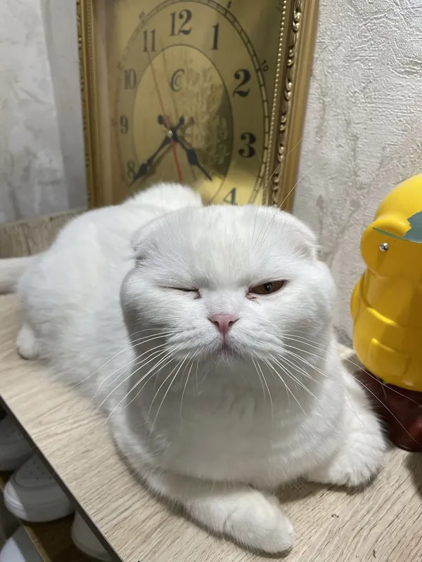 VYAZKA UN!! Scottish fold white — фото 1