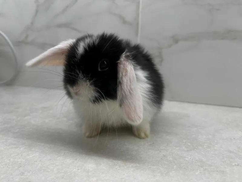 Mini Lop (Декоративный кролик) SPLIT — фото 1