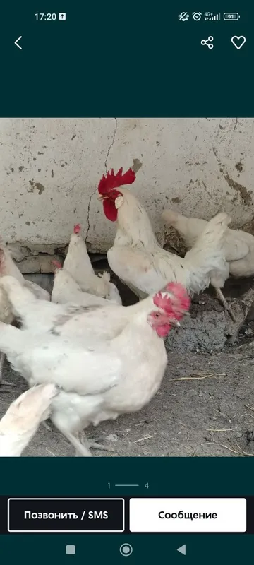 Tovuqlar sotiladi honakilashtirilgan tuhumga yahshi tuhumda — фото 2