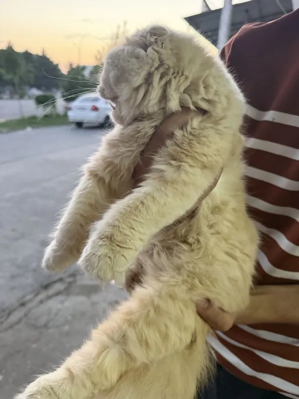 Золотистый шиншилла — фото 6