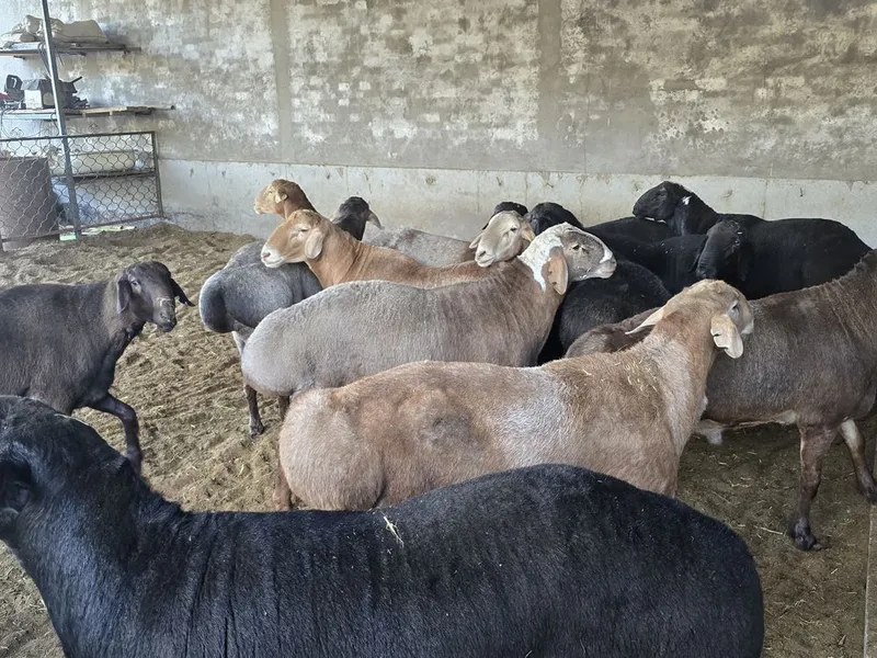 Zotdor Qo'chqorlar sotiladi narxini kelishamiz telefon qiling