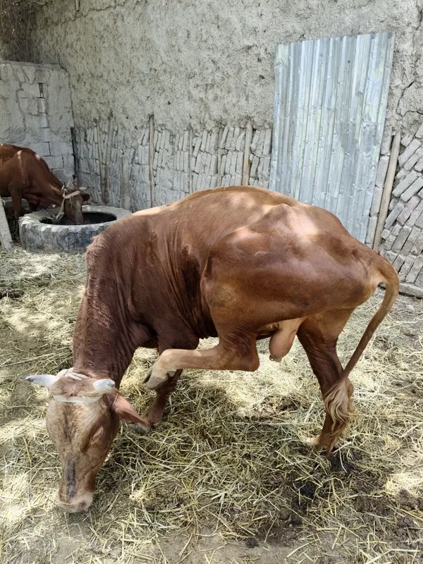 3 yoshar Buqqa sotiladi 2 3 yoshar Buqqa sotiladi 2