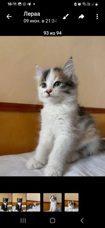 Котята 2 месяца раздаём — фото 3