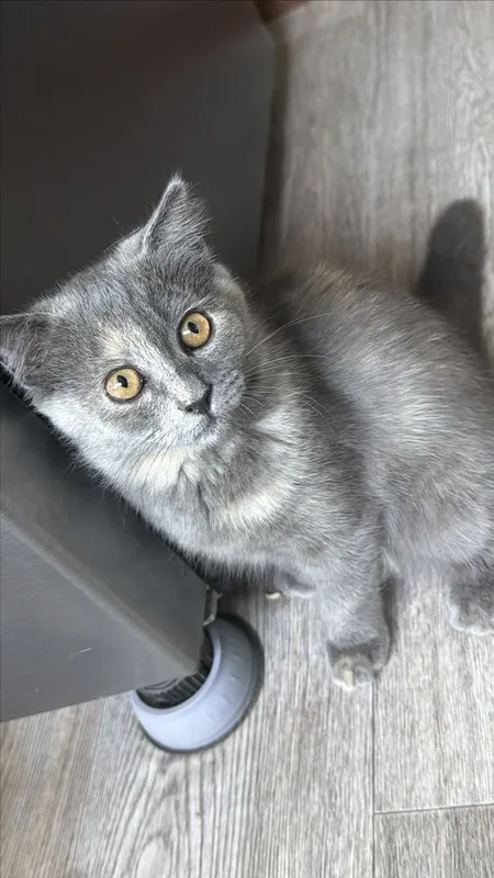 Продается котенок девочка. Продается котенок девочка.