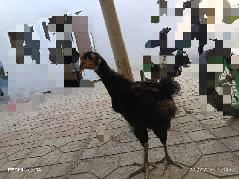 Juja tovuqcha sotiladi 2