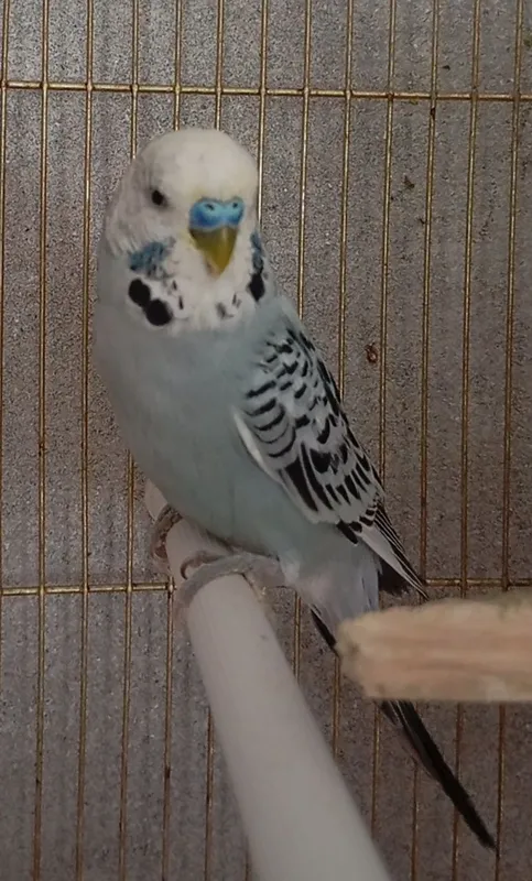 Tayyor ishlab turgan valnisti toʻti qushlar parasi — фото 2