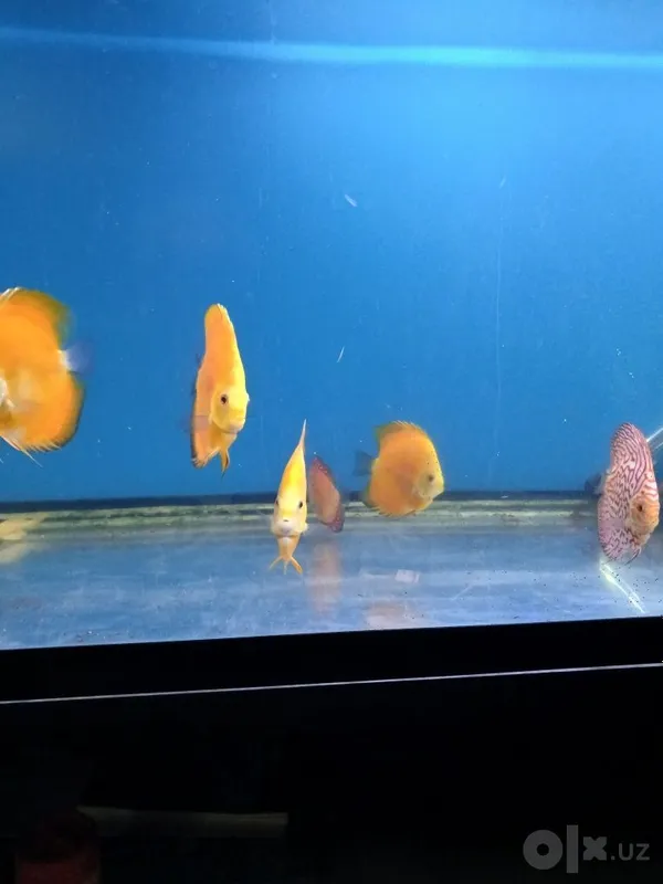 Diskuslar (golden) high body 2 Diskuslar (golden) high body 2