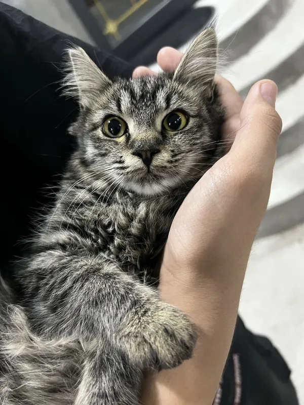 Отдаем в добрые руки 6 месячных котят — фото 2