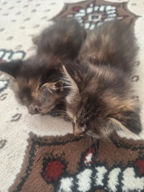 Котенок отдам даром Котенок отдам даром