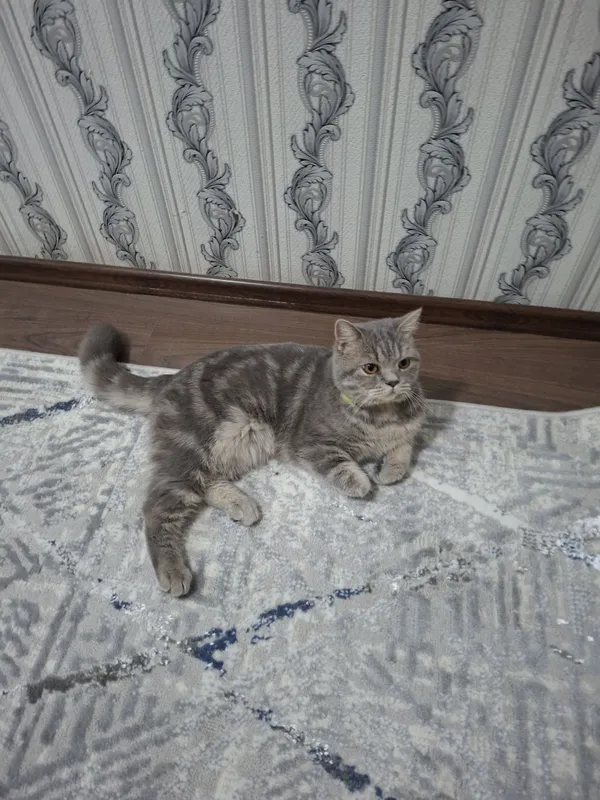 Продам котенка скотшолд страйт 3 месяца — фото 3
