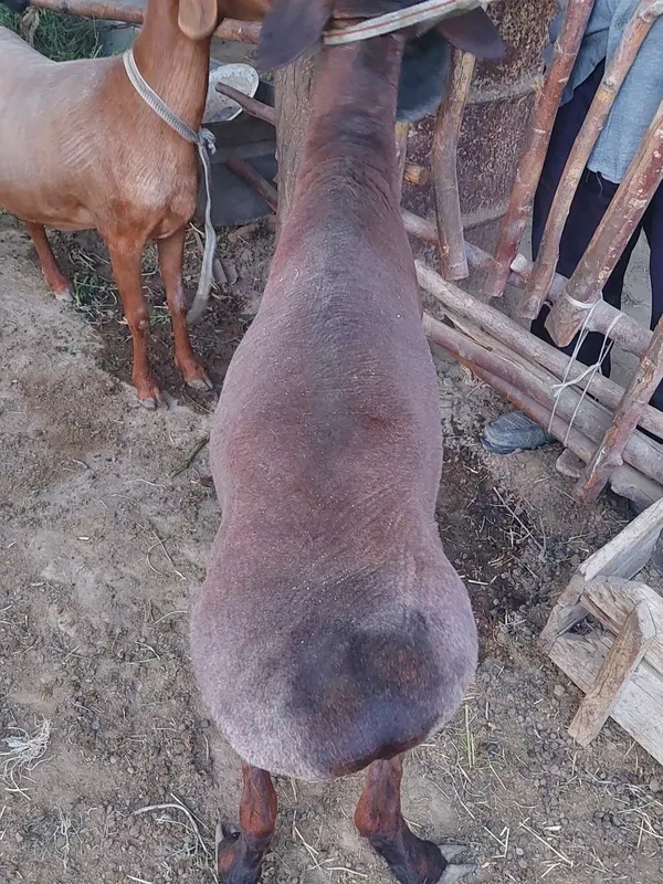 Qozoqi qo'chqor zotdor 3