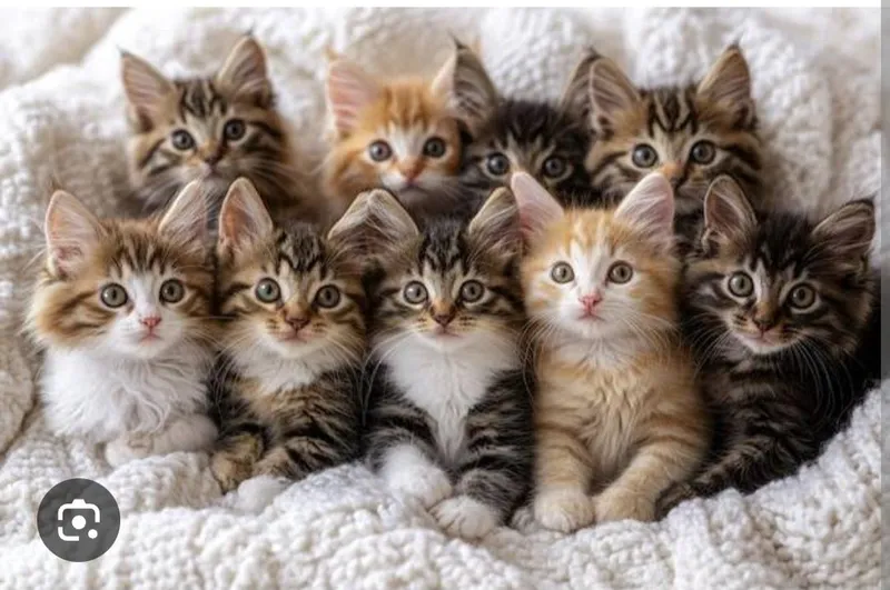 Бесплатно котята разные в хорошие руки 4
