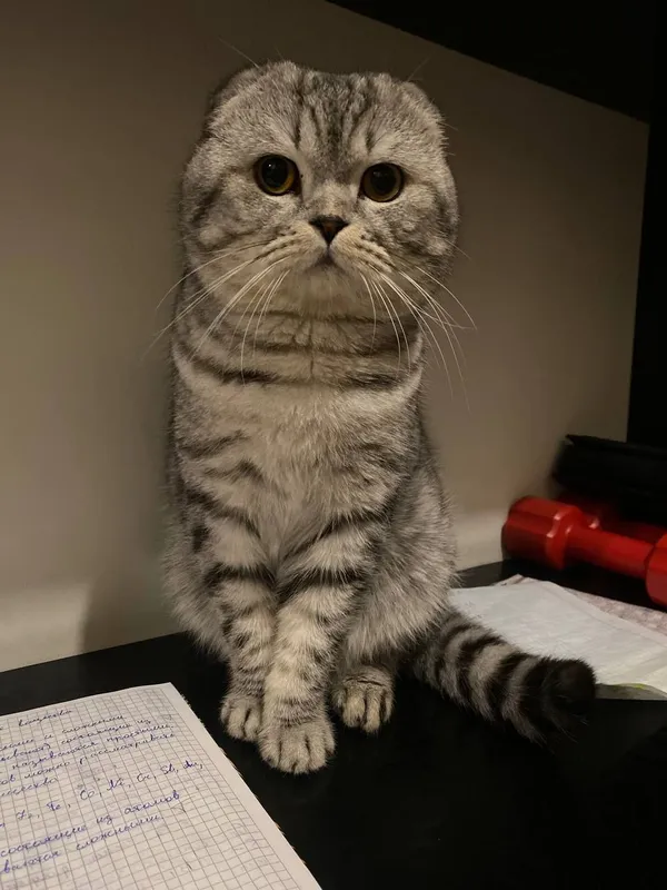 Шотландский вислоухий кот ищет любящий дом — фото 2
