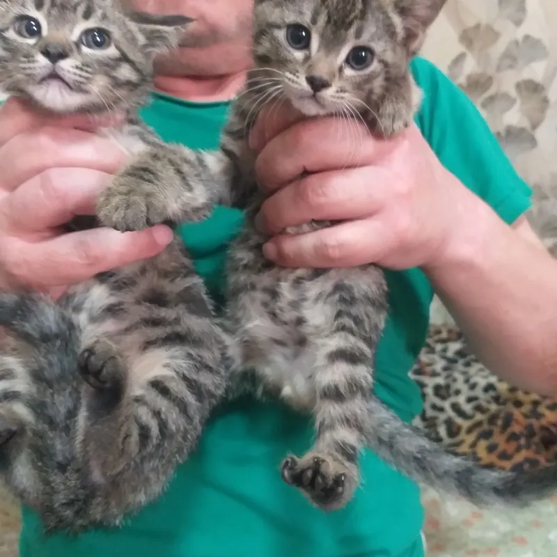 котята даром 2 мальчика возраст 2 месеца. — фото 1