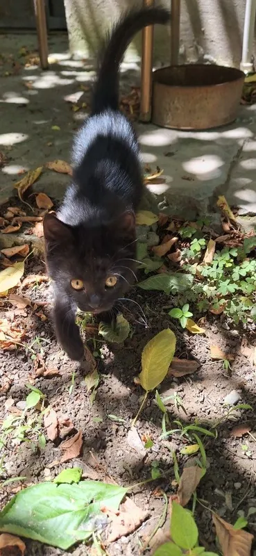 Котёнок в добрые руки девочка чёрная — фото 2