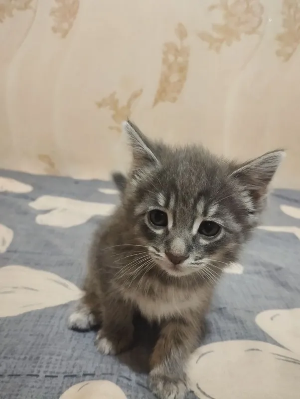 Отдаем котят бесплатно в добрые руки — фото 1