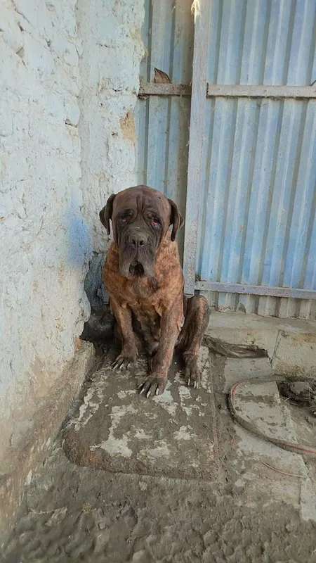 mastiff sotiladi urĝochi mastiff sotiladi urĝochi