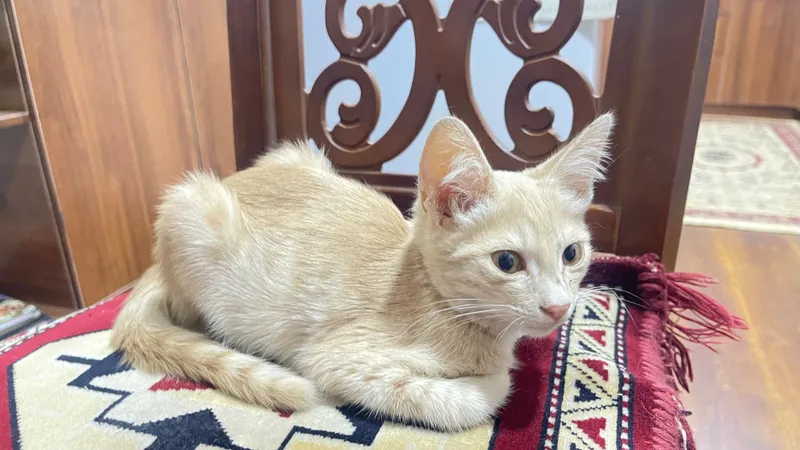 Котята в хорошие руки 2