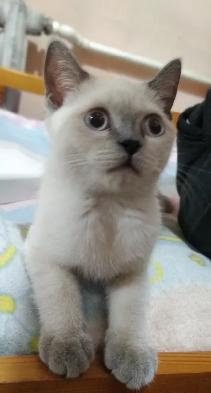 скотиш фолд 2