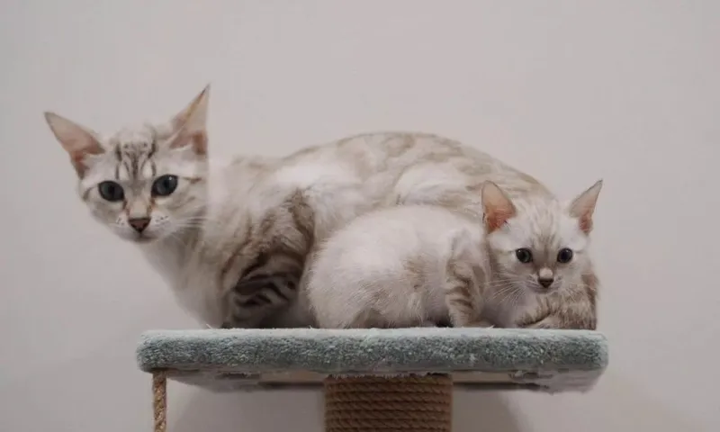 Бенгальские котята — фото 4