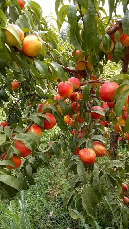 SHOFTOLI eng yangi VINNUS nomli shoftoli kuchatlarimiz bor soni kam — фото 7