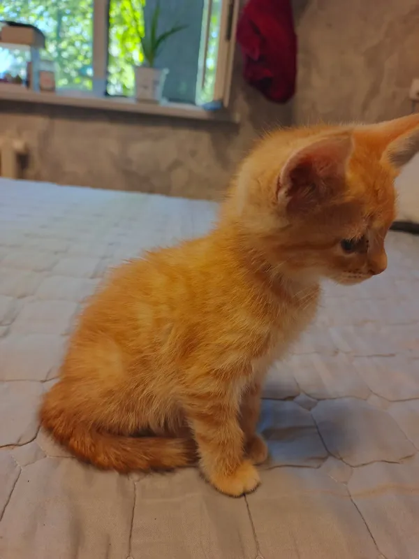 Отдам даром котят — фото 1