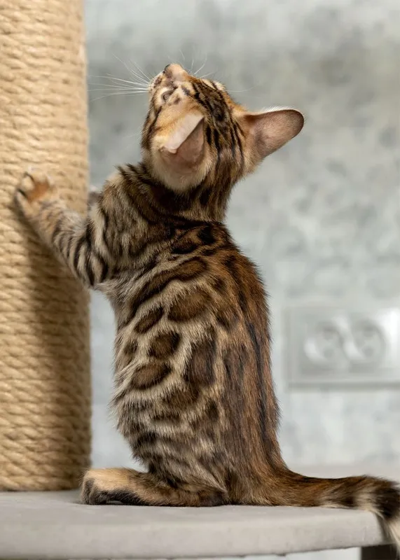 Клубный бенгальский котенок 1 Клубный бенгальский котенок 1
