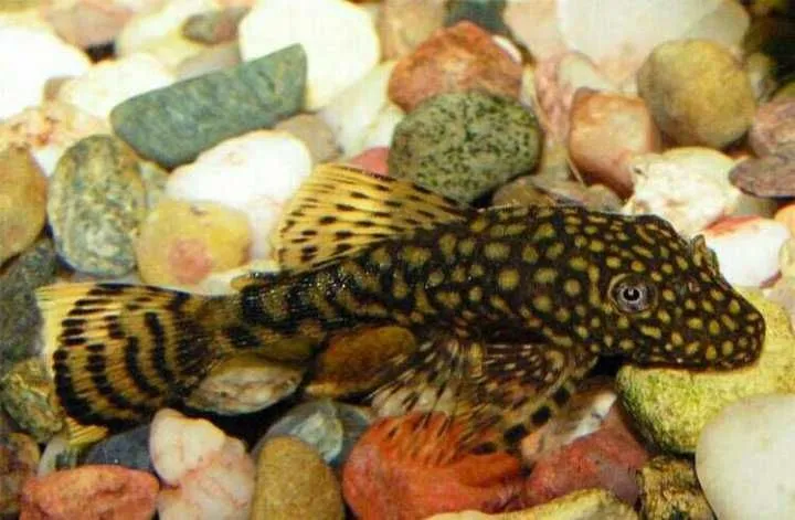 Ancistrus somi, akvarium uchun baliq 2 Ancistrus somi, akvarium uchun baliq 2