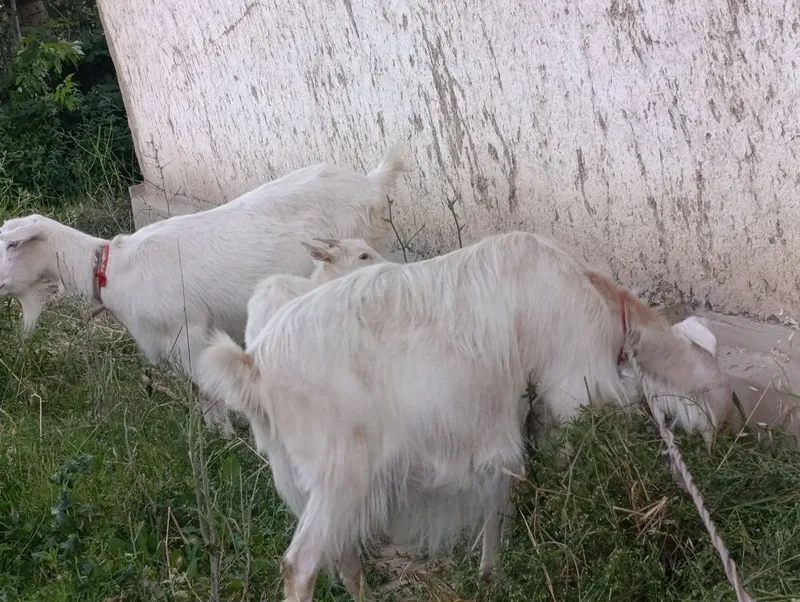 Ona bola echki lar sotiladi soni 3- ta . 2- litr suti bor. — фото 4