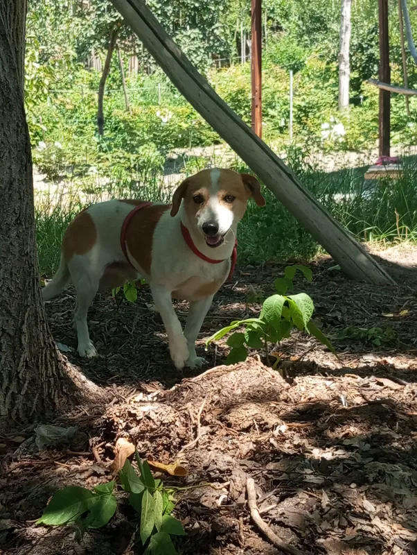 jack rassel teryer вязка qochirish erkak 5