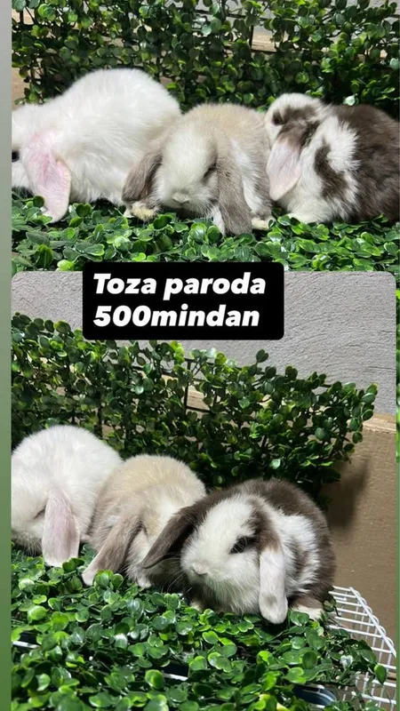 Domda boqiladigan quyonla bor karlikla, mini lops, nederlandskiy quyon 6