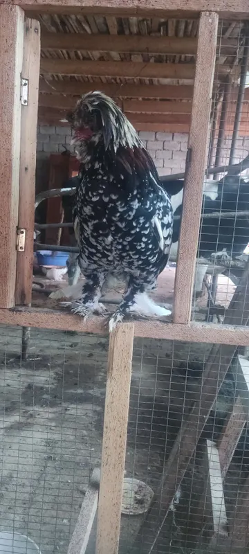Yaponka para 1ta 1 ta tovuq 1