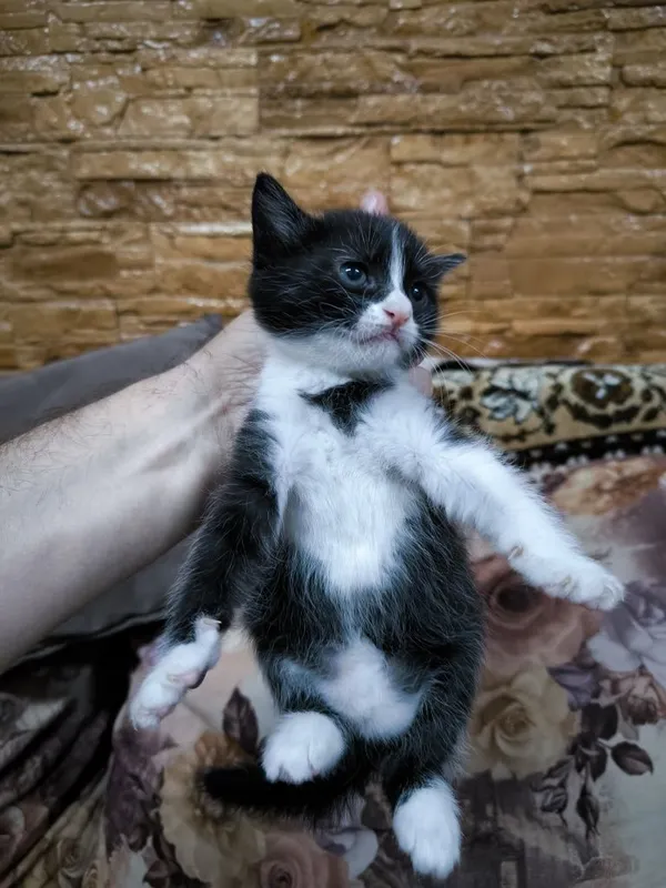 Котята вислоухие Скоттиш-фолд (вислоухие) и скоттиш-страйт (прямоухие — фото 6