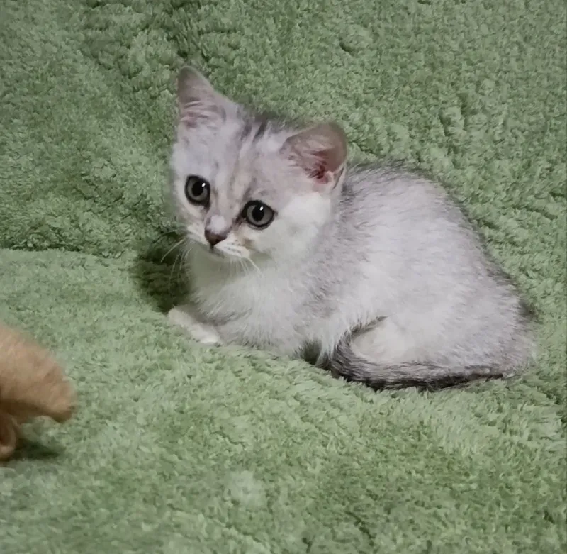 Малышка манчкин серебряная шиншилла — фото 4