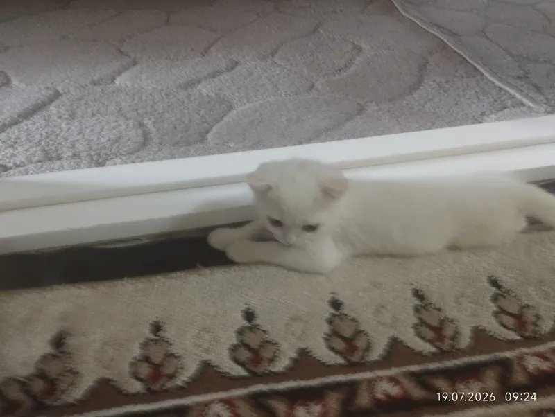 кошка 2 кошка 2