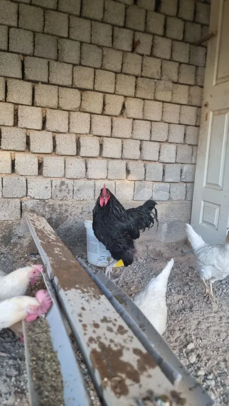 Tovuq xorozlar jaydari oq tovuq — фото 2