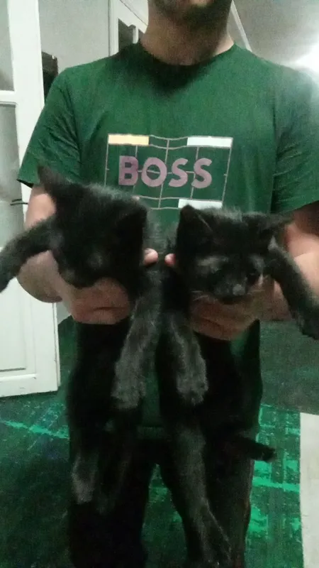 кошка с котятами ищет дом — фото 2 кошка с котятами ищет дом — фото 2