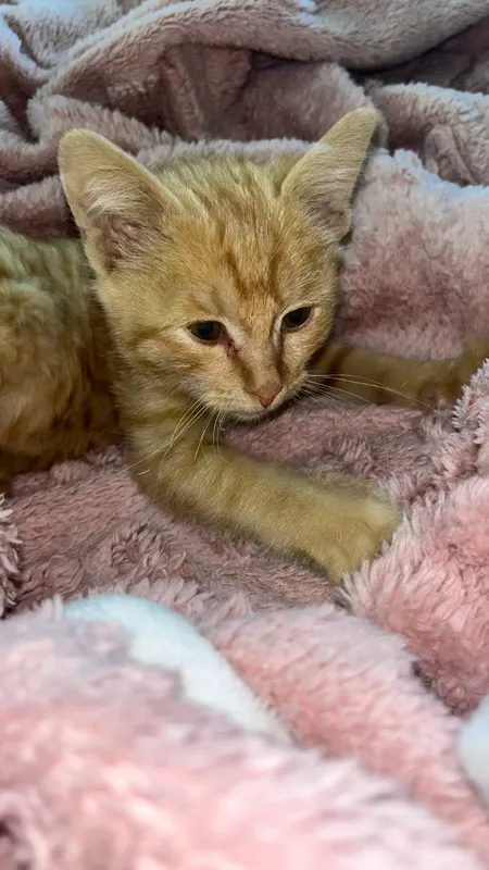 кошка 5
