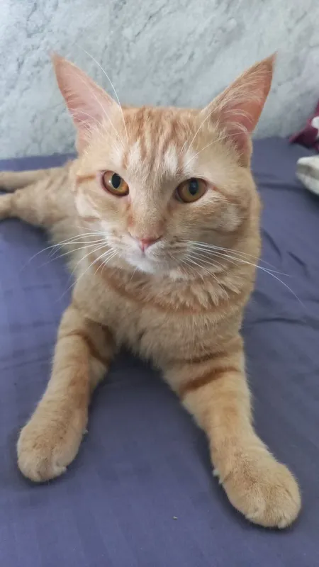 отдам в хорошие руки кот очень хороший 1