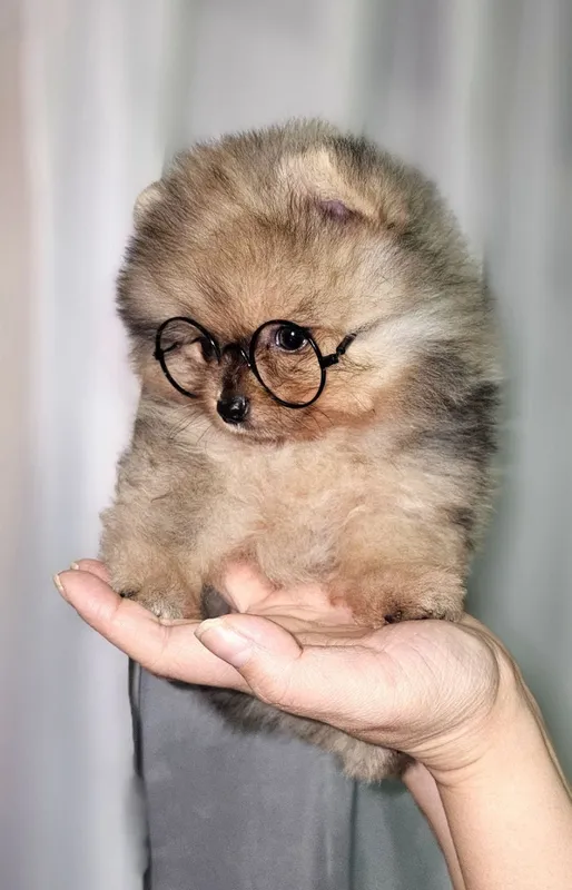 Продаётся Померанский шпиц.