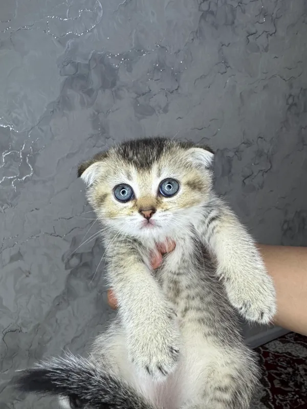 Мальчик девушка — фото 2