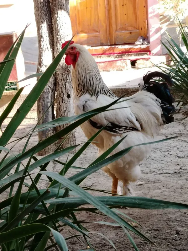bramma xuroz 1+5 oila 1