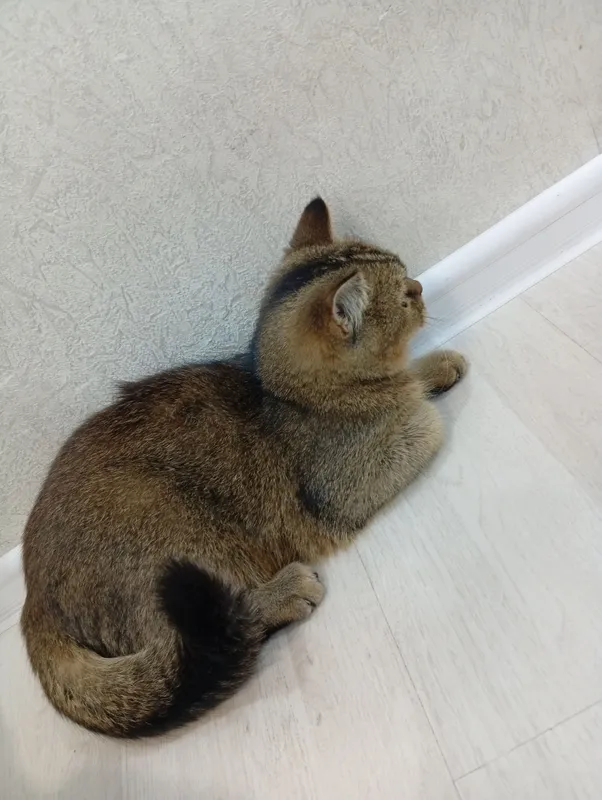 zotdor shinshilla 3