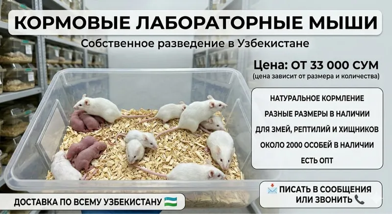 Кормовые лабораторные мыши — собственное разведение