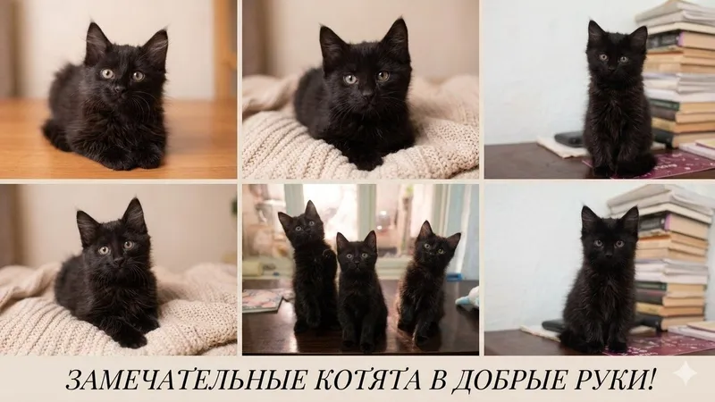 Отдам в добрые руки