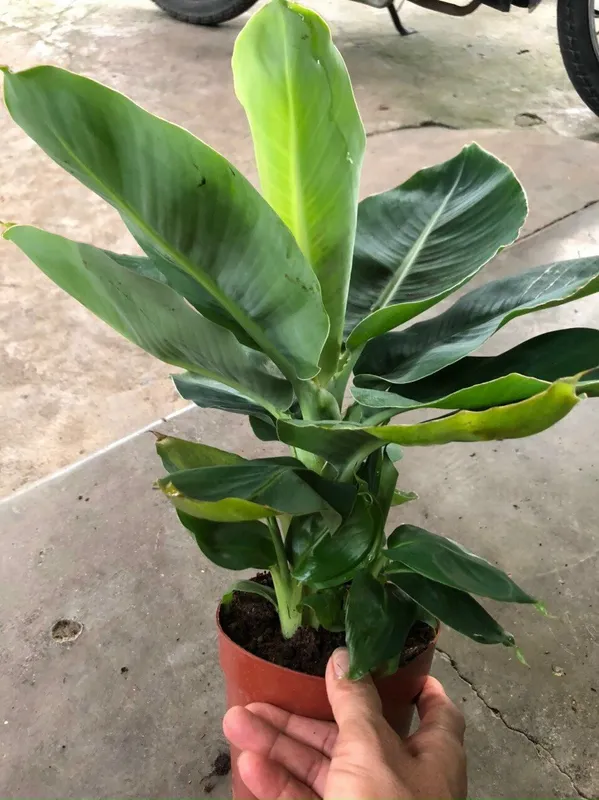 Karlikovi banan koʻchati. 2 Karlikovi banan koʻchati. 2