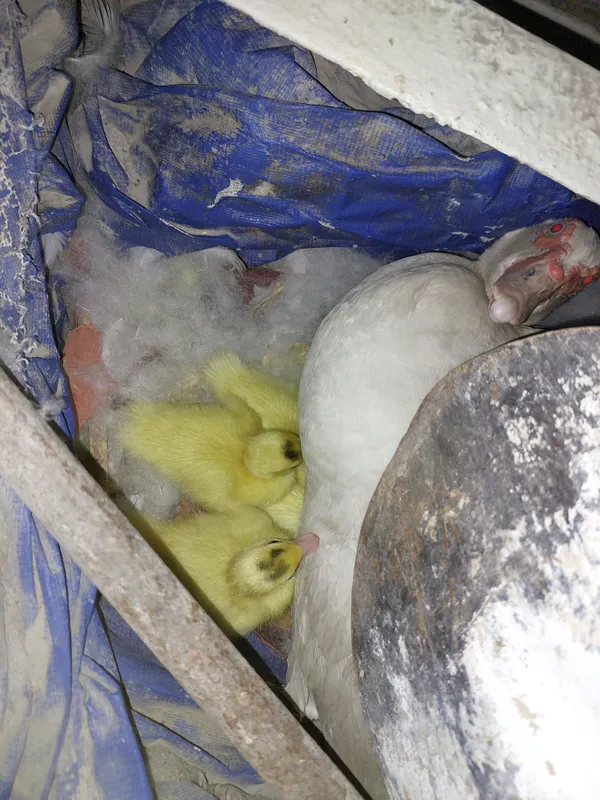 Indoutka bolalari bilan birga 3