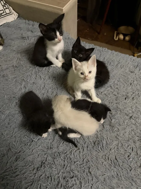 Котята в добрые руки — фото 3