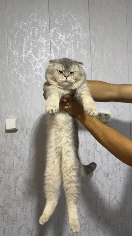 ВЯЗКА!! шотландский вислоухий кот (Скоттиш-фолд) приглашает на вязку — фото 1